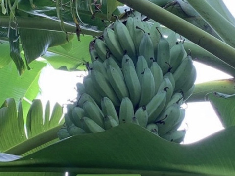 予約販売2ヶ月待ち〔自然栽培〕ワクワバナナ