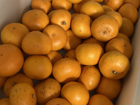 最終せとか小粒　　せとか段々畑育ちすぐ発送7箱まで送料一緒
】せとか1.5kg小粒今食べごろいつもの石野水産ルール同梱もどうぞ！！常温品は送料同じ！クールは４４０円からになるかと。