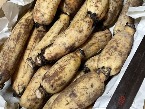 【自然栽培・在来種】神子原れんこん(おまかせ)2kg