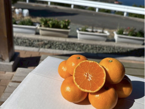 ☆みかんちょん様☆Virbac アダルトニュータード 2kg 3袋 極甘小玉みかん3kg：愛媛県産のみかん・柑橘類｜食べチョク｜産地直送