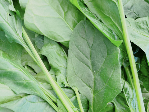 葉物野菜おまかせセット100g×6袋！わさび菜・のらぼう菜など☆有機JAS認証