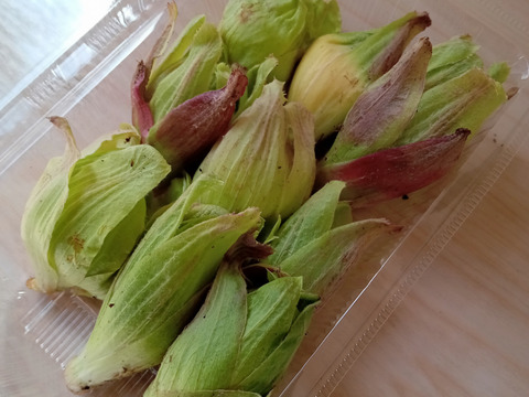 白神山麓 フレッシュふきのとう ２００ｇ山間の天然もの