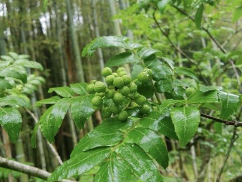 天然　実山椒　500グラム　京都産