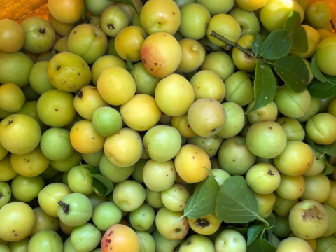 【農薬不使用】　群馬県産　青梅小梅5キロ