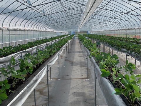 【冬ギフト】甘味と旨味抜群！完熟いちご（よつぼし）約420ｇ入り1ケース