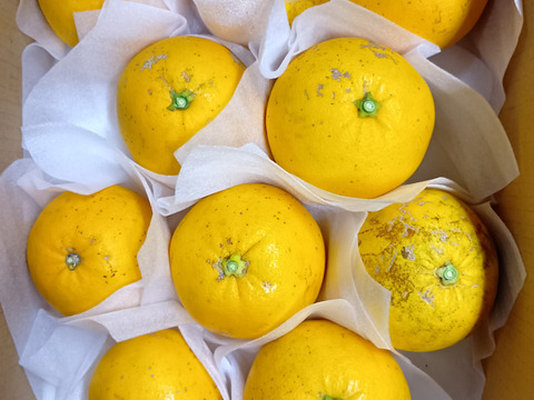 【新品種】グレープフルーツ3kg　和歌山県産　サイズ混合 　農薬節減　即日発送　お試し特価