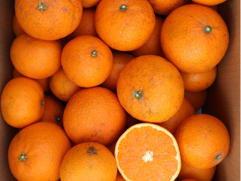 農家直送！きよみオレンジ　小玉訳あり10kg  【平武農園】〜蛍飛ぶ町から旬の便り〜　和歌山｜有田｜田口｜ギフト