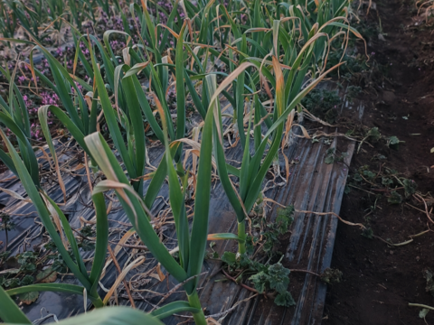 ビール酵母で育てた金剛種の葉ニンニク　3キロ　濃香、肉厚仕上げ