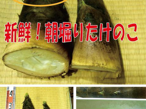 【最短発送】兵庫産朝掘りたけのこ２．０kg