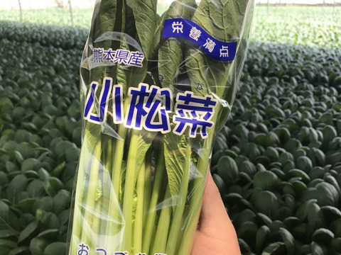 【熊本県産】小松菜一筋！周年栽培の採れたて小松菜（200g/1袋）（一箱30袋入り）