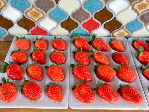 2品種食べ比べ。滋賀県品種『みおしずく』黒いちご『真紅の美鈴』12から15粒　350から400g✖️1ケース　糖度センサー選別なし