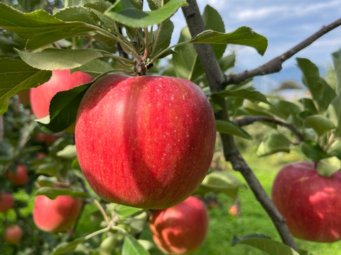 《予約商品》10月上旬～ 綺麗な葉とらずシナノスイート 10キロ箱24～36玉