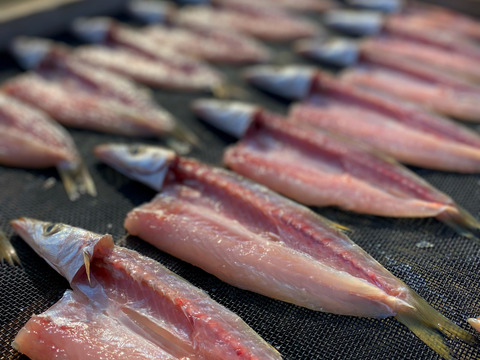 【福袋2025】８種類★綱元漁師おまかせ魚介セット（大）