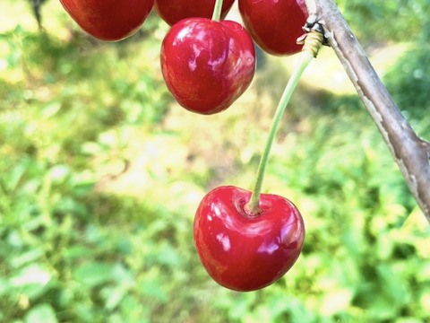 寒河江市産　ハート形のさくらんぼ　紅キラリ　加工用　5kg もぎ残し全部　最終 🍒知る人ぞ、知る希少品種🍒【朝どれ】《紅きらり》【数量限定