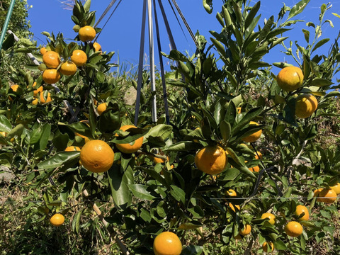 食べたらやみつき　甘くておいしい　『ゆら早生みかん』　10kg