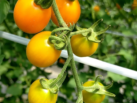 ★限定販売ミニトマト2種食べ比べ★化学農薬不使用ミニトマト、ピッコラカナリア1.5kg＋雅1.5kg、合計3kg　北海道産