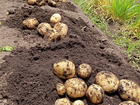 はねだしでお得!!自然栽培お任せ野菜セット