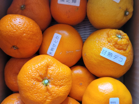 【柑橘食べ比べ】甘～いみかん！お手頃価格で食べきりサイズ！旬のこだわり柑橘をまるごと楽しむ！３～５種類入り！何の品種が入っているか「お楽しみかん」 ご家庭用　約2kg入【商品番号999】