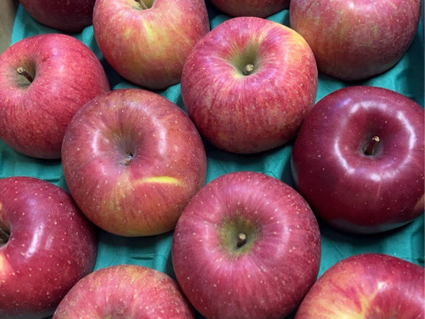 小傷あり サンふじ 5キロ箱 12玉 長野県産