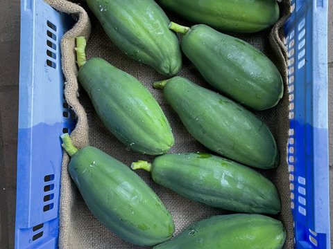 （約3㎏)　豊富な栄養素を持った、酵素野菜。青パパイヤ