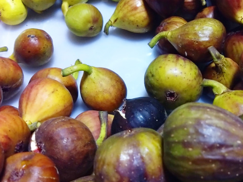 完熟冷凍　希少いちじくお楽しみセット【農薬・除草剤・化学肥料・添加物不使用】