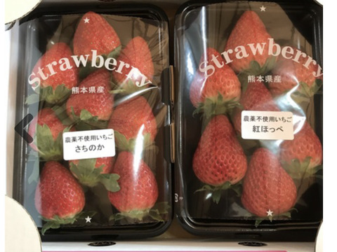 熊本阿蘇産《果実の国カップルズ》栽培期間中農薬不使用いちご2パック　熨斗対応可