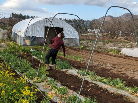 ＜自然栽培のスナップエンドウ　３００ｇ＞肥料不使用、農薬も不使用、固定種の自家採種で甘々！とにかく美味の≪スナップエンドウ≫を八ヶ岳南麓よりお届します