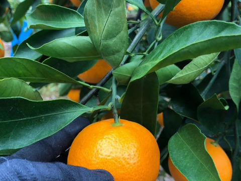 特別ご奉仕品　甘熟「宮川早生みかん」サイズ混合5Kg