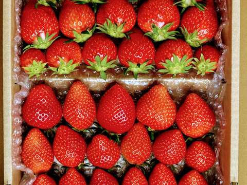 【食べ納め】お家でいちご狩り気分! じゅわっと甘い(^^)サイズいろいろ群馬のいちご【やよいひめ】3箱