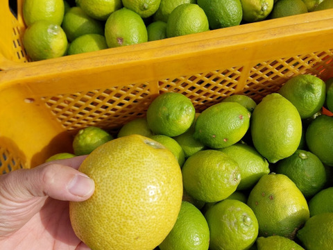 みかん&レモン  セット5kg(箱込)