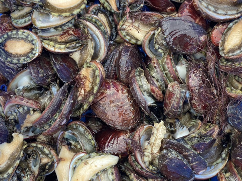 漁師直送！天然活トコブシ1.５キロ　とこぶし　ナガレコ　ながれこ