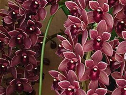 【花芽付きシンビジウム】ハチさんを誘引する蘭〝フォアゴットンフルーツ〟