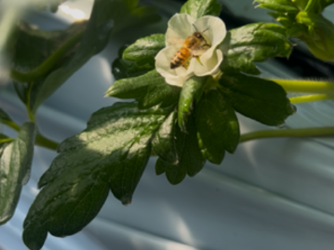 奈良県産 古都華L 270g (15粒)×２P