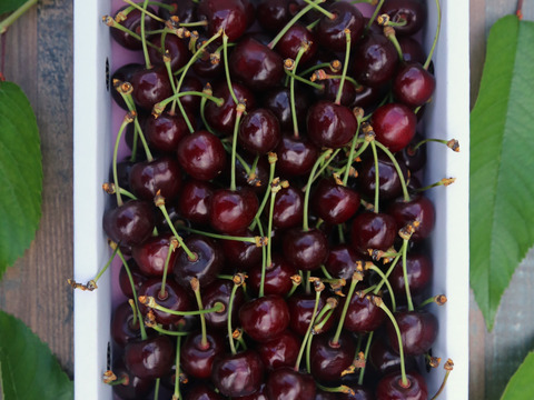 山形のさくらんぼ「紅さやか」700gバラ詰め