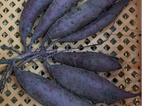 ホクホク系詰合せ！栗かぐや＆すずほっくり