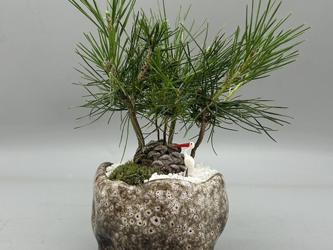 【父の日】ミニ松盆栽