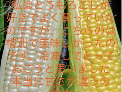 南信州高原あま〜い！とうもろこし白3黄色3計6本　朝つみ！