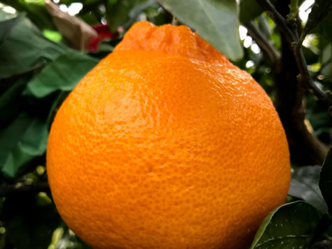 【農薬不使用】樹上完熟しらぬい！（ご家庭用・4kg）