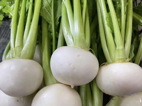 25日発送‼️‼️新鮮お野菜セット‼️どどーんと120サイズでお届け‼️