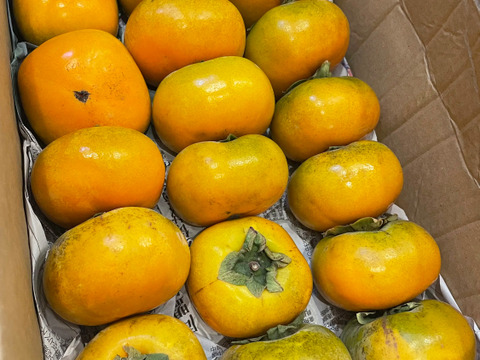 【送料500円引き】
🍁秋の恵み🍂《橋本ふるさと便》　
和歌山橋本の柿ご家庭用5キロ約20コ入り