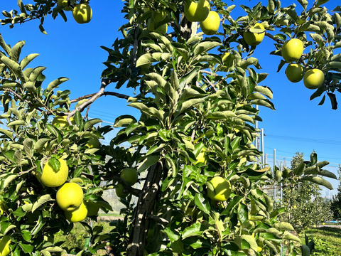 ミックス　🏆2025年りんごGP金賞受賞🎊葉取らず高徳&王林　家庭用2kg【5〜10個入り】
