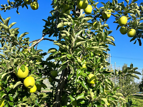 青森県産りんご　王林　訳アリ　【5㎏　14～20個入り】