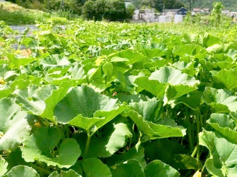 1.5kg自然栽培の🎃バターナッツかぼちゃ【数量限定】農薬不使用！無肥料！野菜