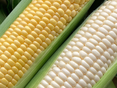 【食べ納め】どっちから食べる⁈生でもOK!!フルーツみたいなとうもろこし《恵味ゴールド》と白いとうもろこし《ピュアホワイト》