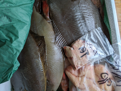 午前中水揚げ【未利用魚🐟】丁寧に下処理し当日発送！7月まで！
