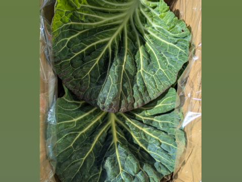 🐰🐐コンパニオンアニマル用