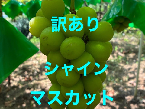 家庭用、訳ありシャインマスカット2㎏（4~5房）：山梨県産の