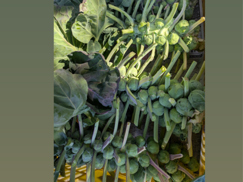 ともちゃんの芽キャベツ　１ｋｇ