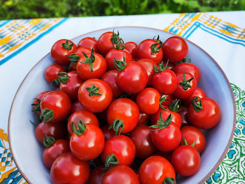 【濃厚ミニトマト　キャロル１０】
トマト味まっさかり！（約1.2kg)
