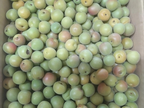 【特別栽培】和歌山県産　甲州小梅(2.5kg)